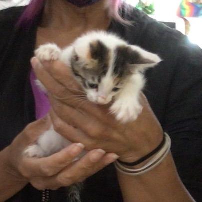 Jadi, Adoptable, Kitten Female Domestic Short Hair.