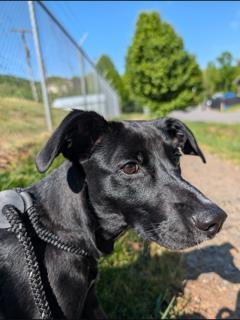 Enlarge OATMEAL, a Adoptable mixed breed in Clyde, NC image 1/1
