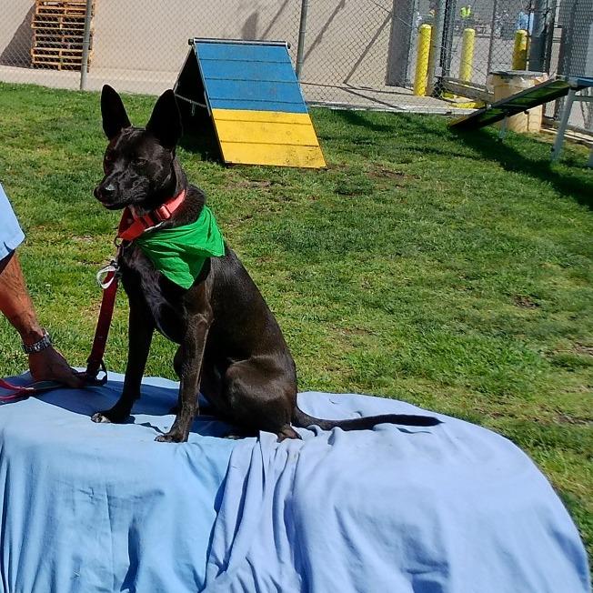 Enlarge Lacey, a Adoptable mixed breed in Ione, CA image 1/4