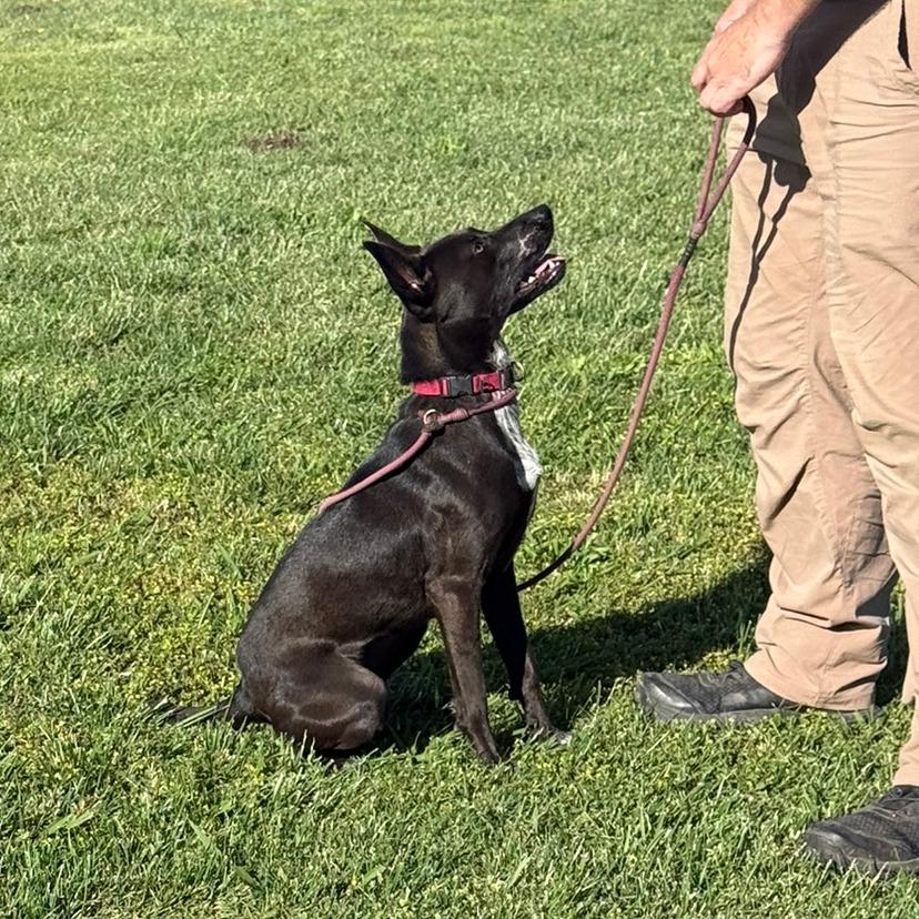 Enlarge Lacey, a Adoptable mixed breed in Ione, CA image 2/4