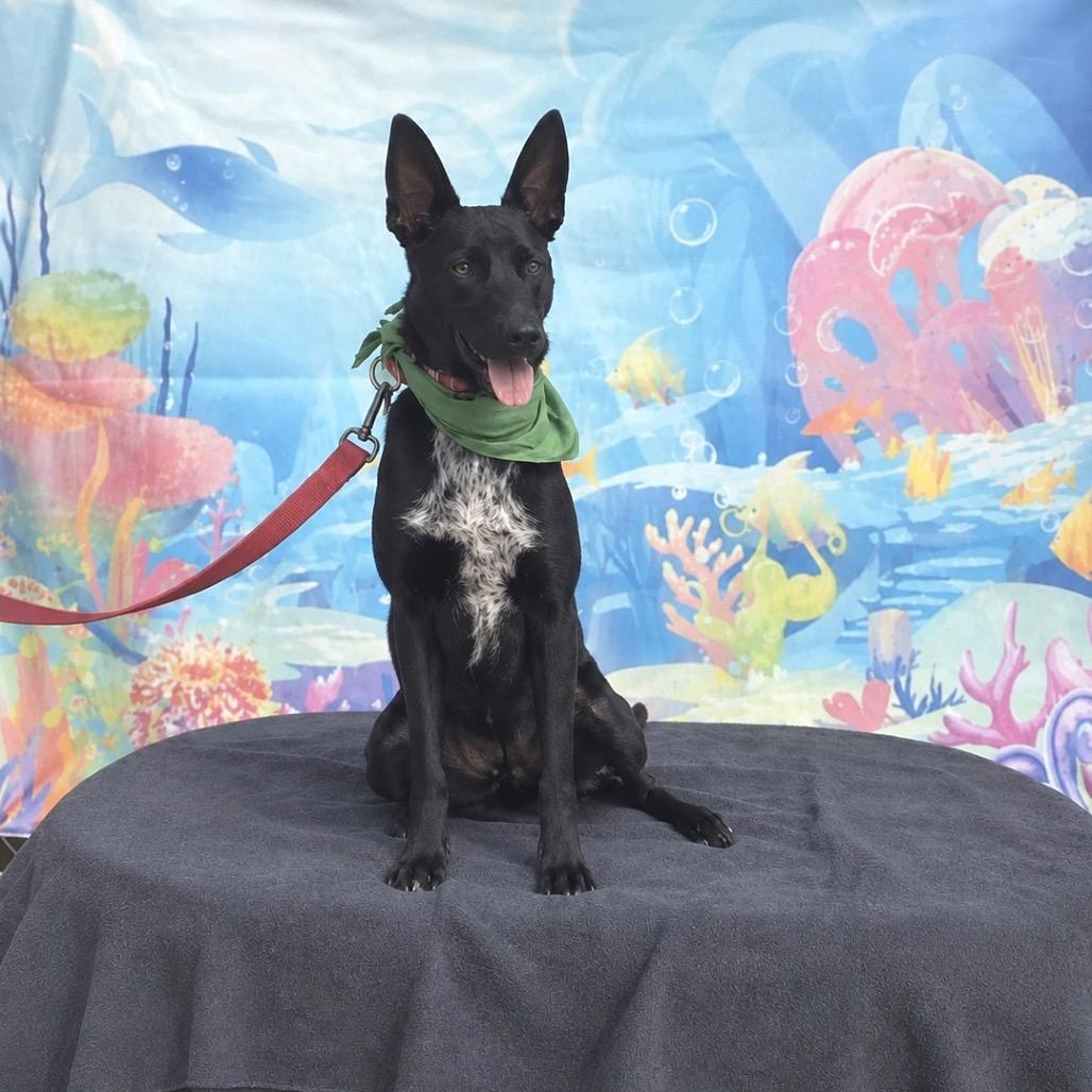 Enlarge Lacey, a Adoptable mixed breed in Ione, CA image 3/4