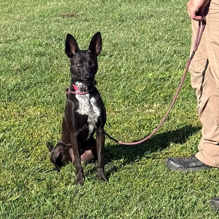 Enlarge Lacey, a Adoptable mixed breed in Ione, CA image 4/4