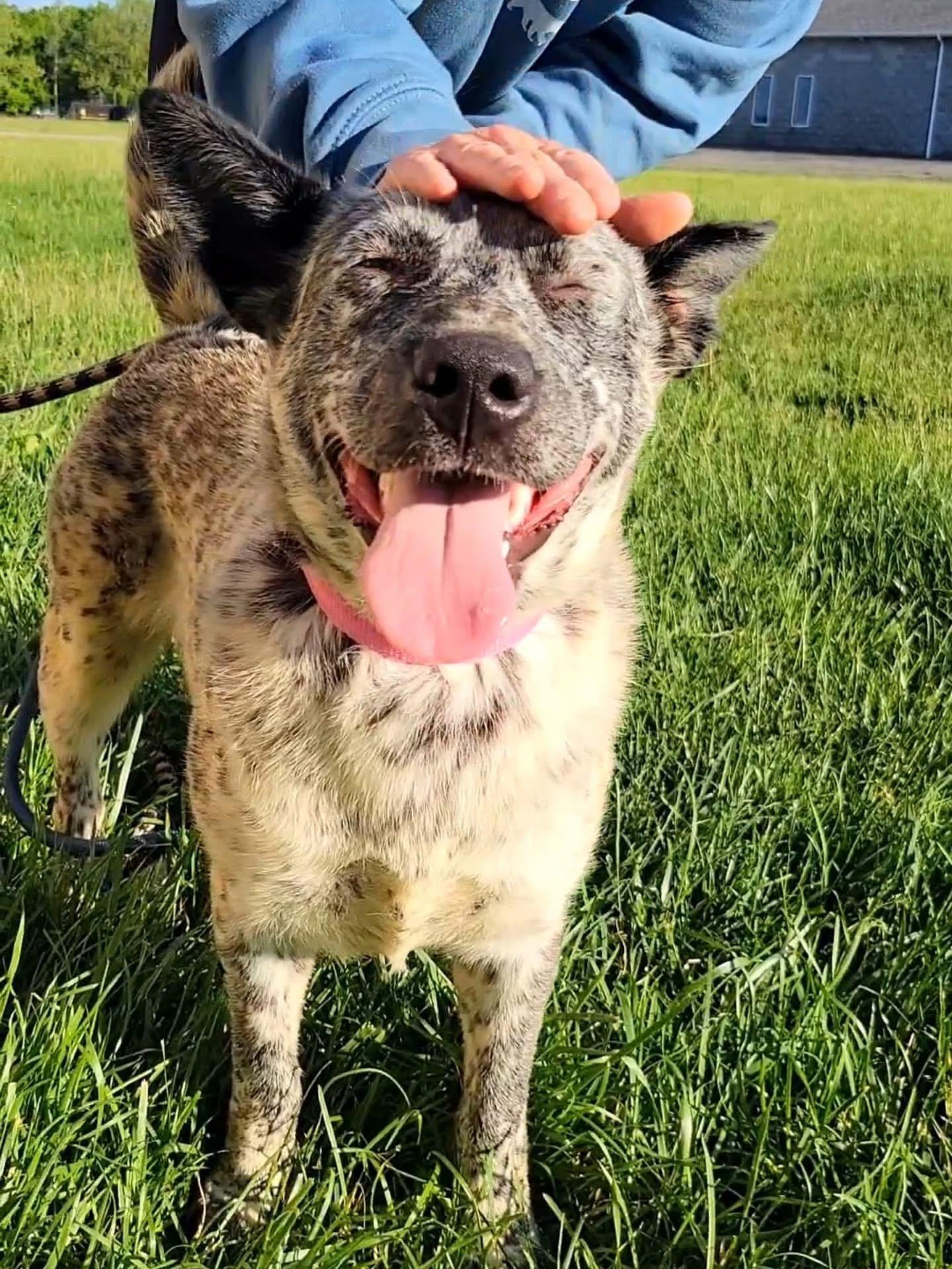 Enlarge Lila, a Adoptable mixed breed in Ashland, KY image 2/4