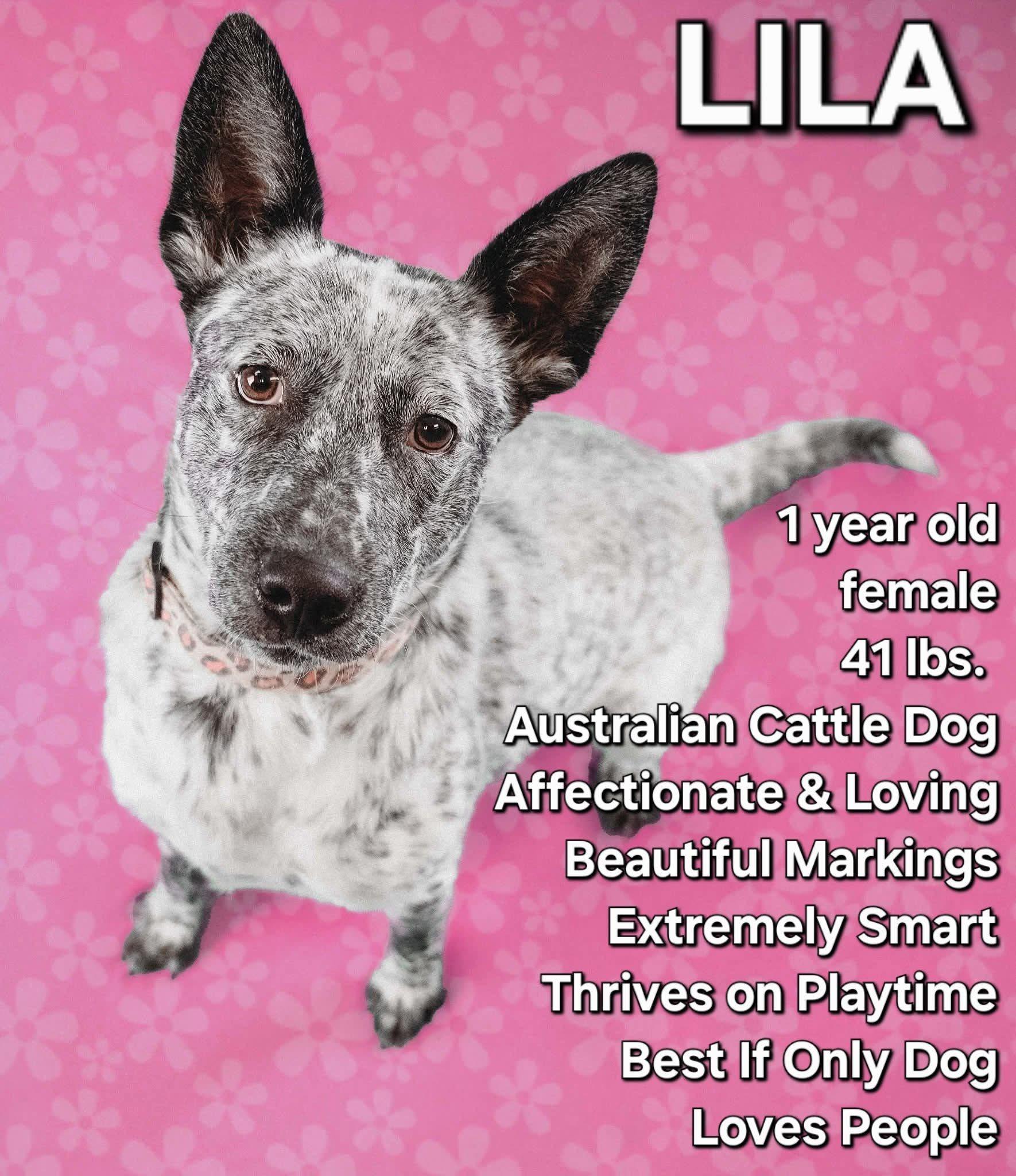 Lila, Adoptable, Young Female Australian Cattle Dog / Blue Heeler.