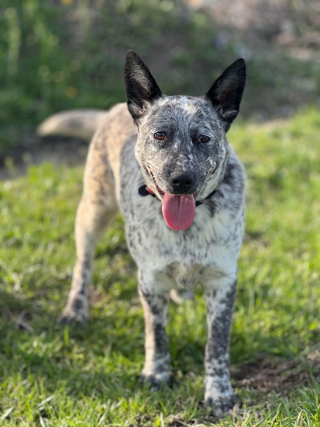 Lila, Adoptable, Young Female Australian Cattle Dog / Blue Heeler.