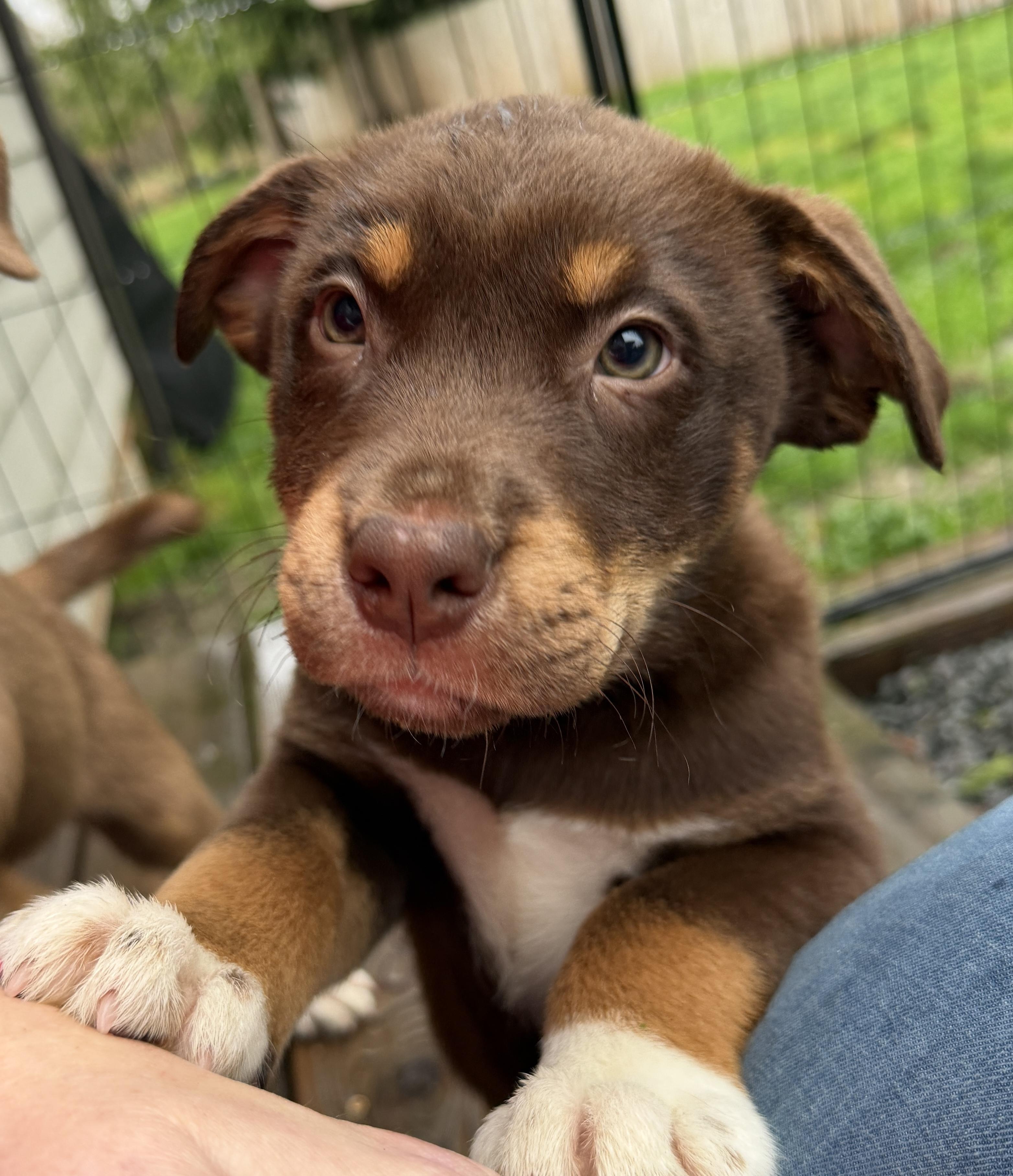 Enlarge Walker (Yellowstone litter), an adoptable mixed breed in Silvana, WA image 1/6