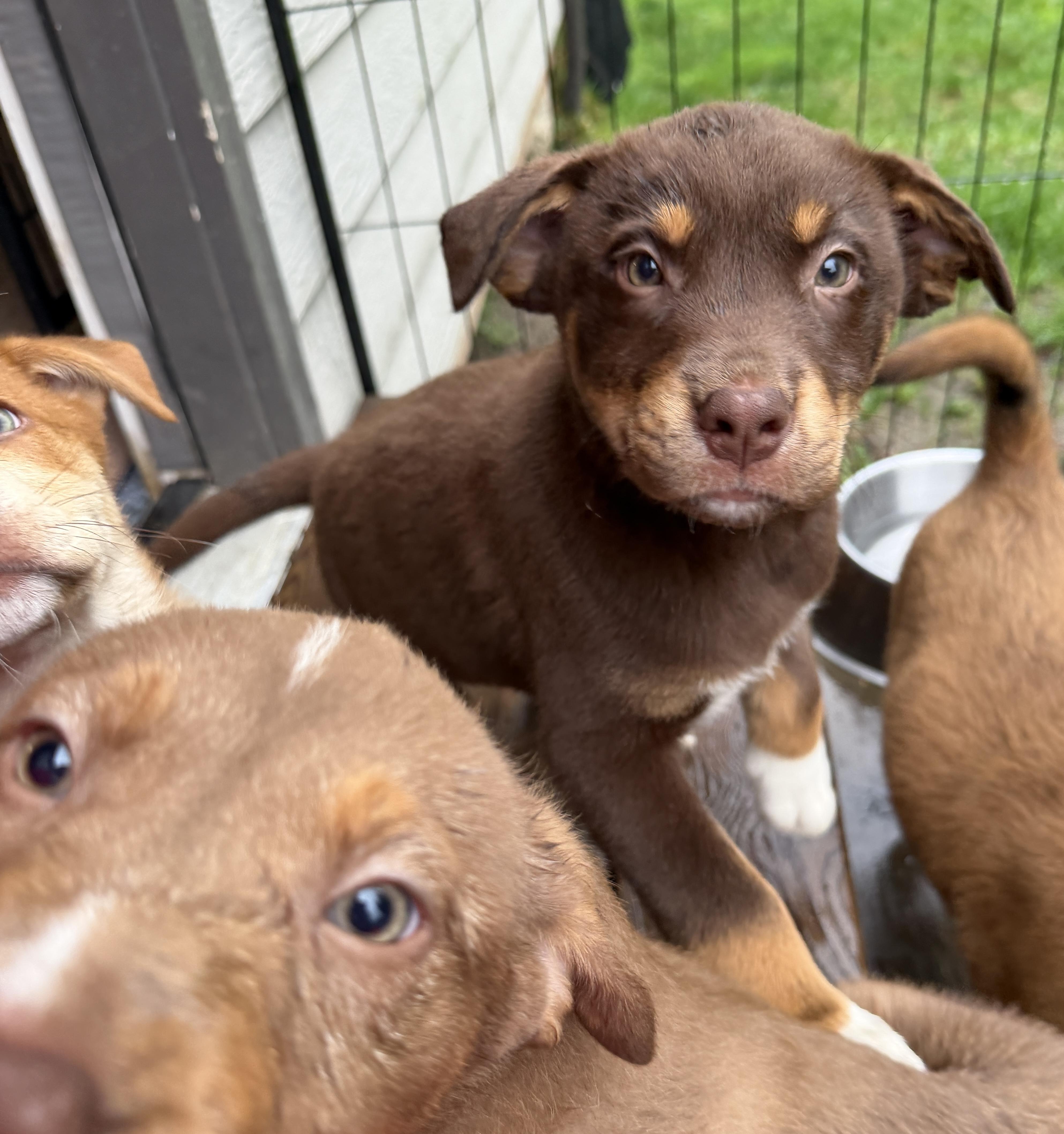 Enlarge Walker (Yellowstone litter), an adoptable mixed breed in Silvana, WA image 2/6
