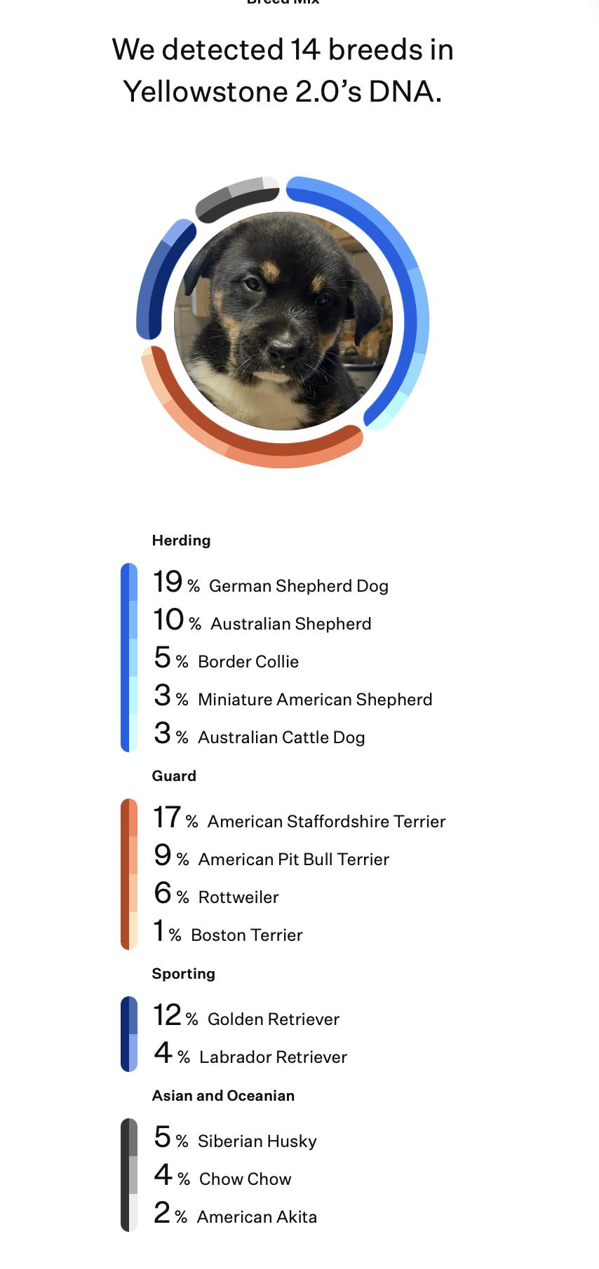 Enlarge Walker (Yellowstone litter), an adoptable mixed breed in Silvana, WA image 5/6