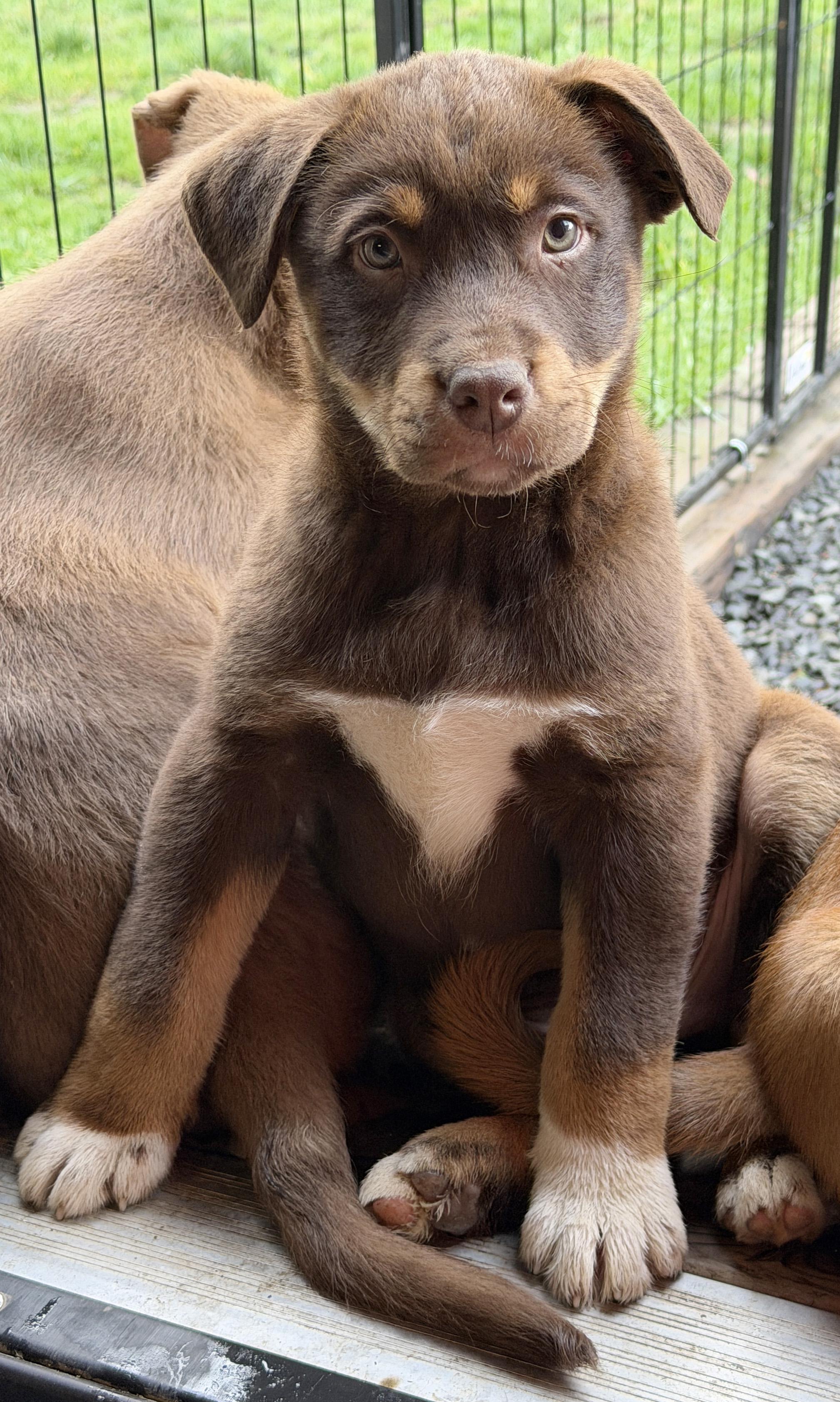 Enlarge Walker (Yellowstone litter), an adoptable mixed breed in Silvana, WA image 3/6