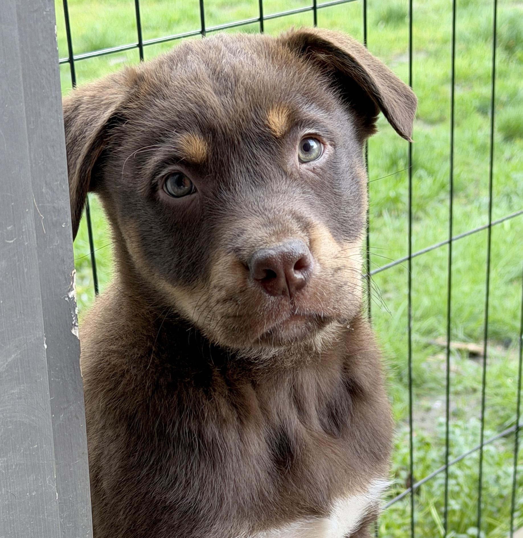 Enlarge Walker (Yellowstone litter), an adoptable mixed breed in Silvana, WA image 4/6