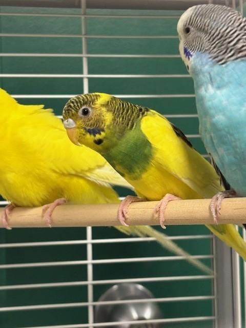 Cilantro, Adoptable, Young Male Parakeet (Other).