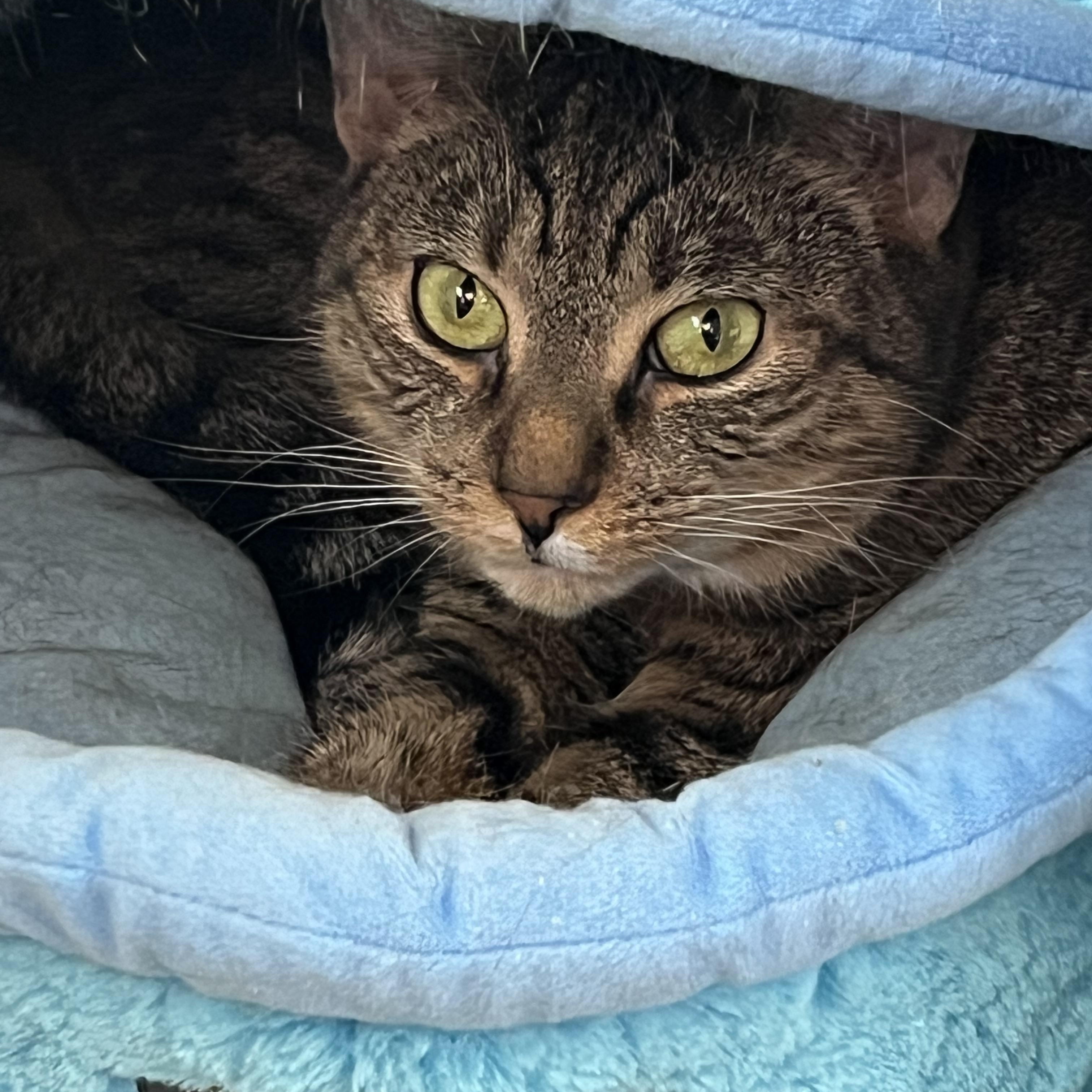 Enlarge Grape, a ADOPTABLE mixed breed in Mendham, NJ image 1/1