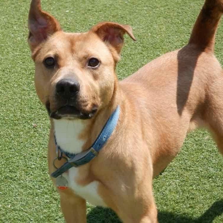 Enlarge Athena, a ADOPTABLE mixed breed in Richmond Hill, ON image 3/4