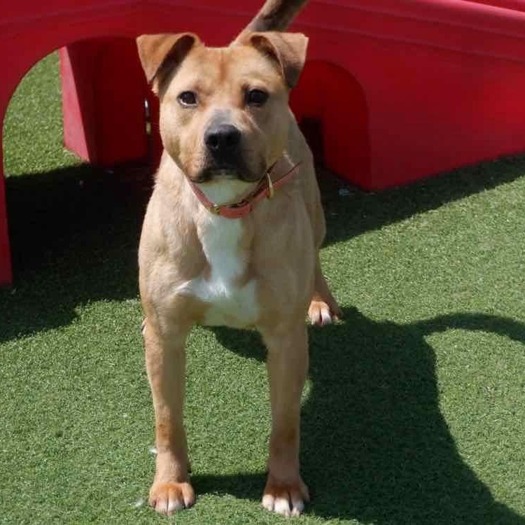 Athena, ADOPTABLE, Adult Female American Bully & Shepherd.