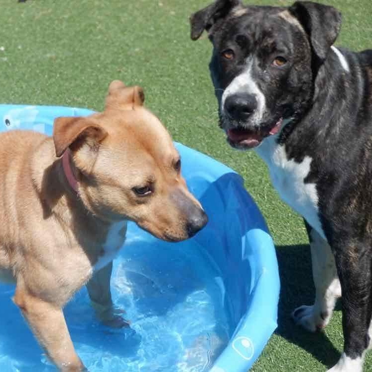 Enlarge Athena, a ADOPTABLE mixed breed in Richmond Hill, ON image 2/4