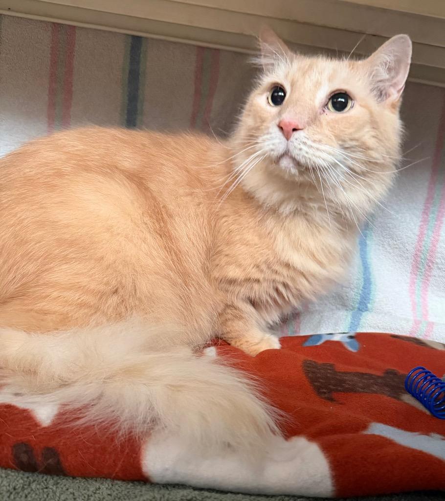 Fred, Adoptable, Senior Male Domestic Long Hair.