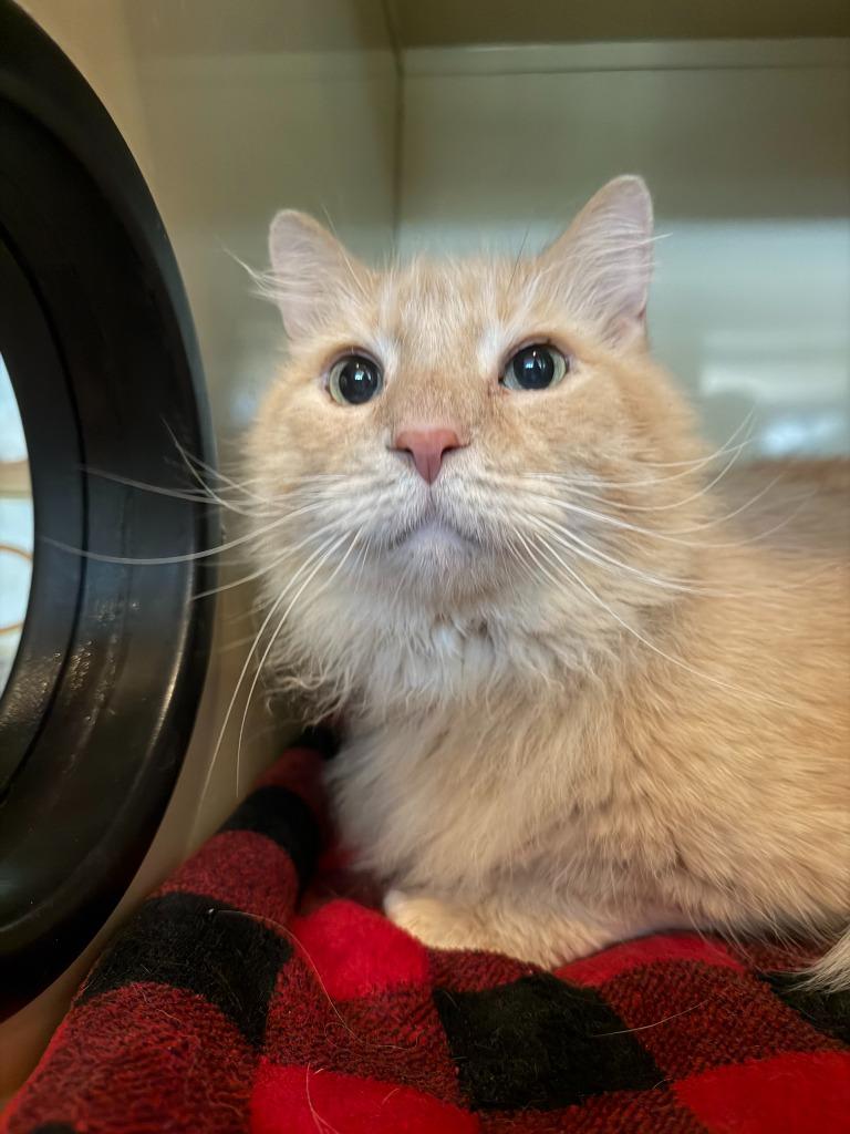 Enlarge Fred, a Adoptable mixed breed in Hyde Park, NY image 2/2