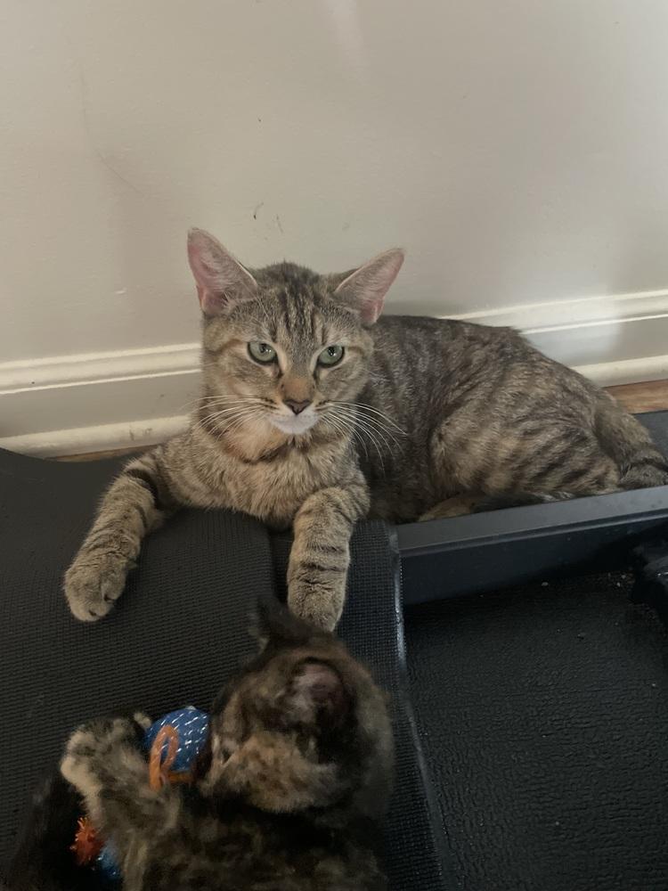 Belle (Washington St Litter), Adoptable, Adult Female Domestic Short Hair.