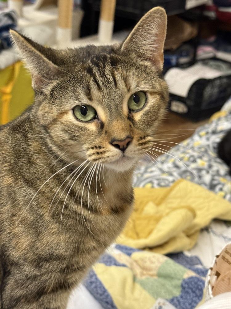 Enlarge Belle (Washington St Litter), a Adoptable Domestic Short Hair in Telford, PA image 2/2