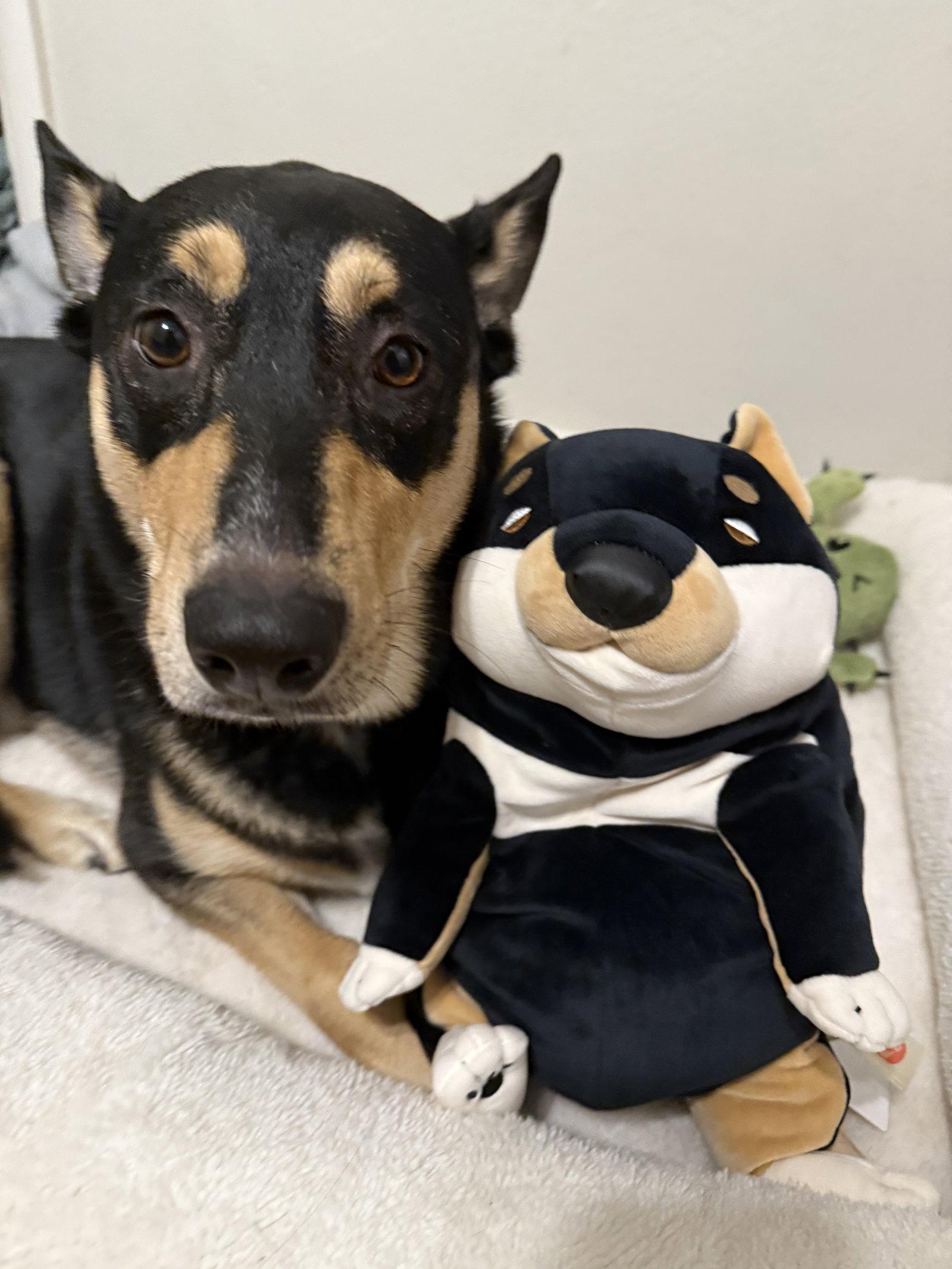 Luna Meatball, Adoptable, Adult Female Shepherd.