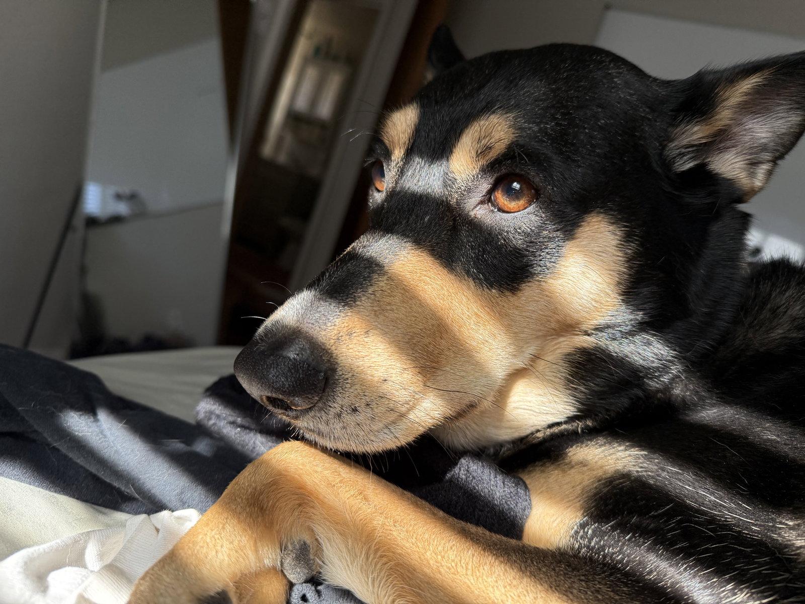 Luna Meatball, a Adoptable Shepherd in Fort Collins, CO image 2/3