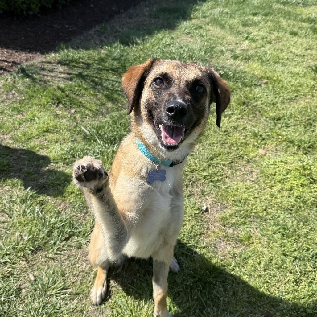 Ember, Adoptable, Young Female Shepherd & Mixed Breed.