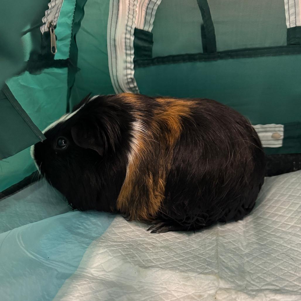 Enlarge Zoob, a Adoptable Guinea Pig in Las Vegas, NV image 1/1