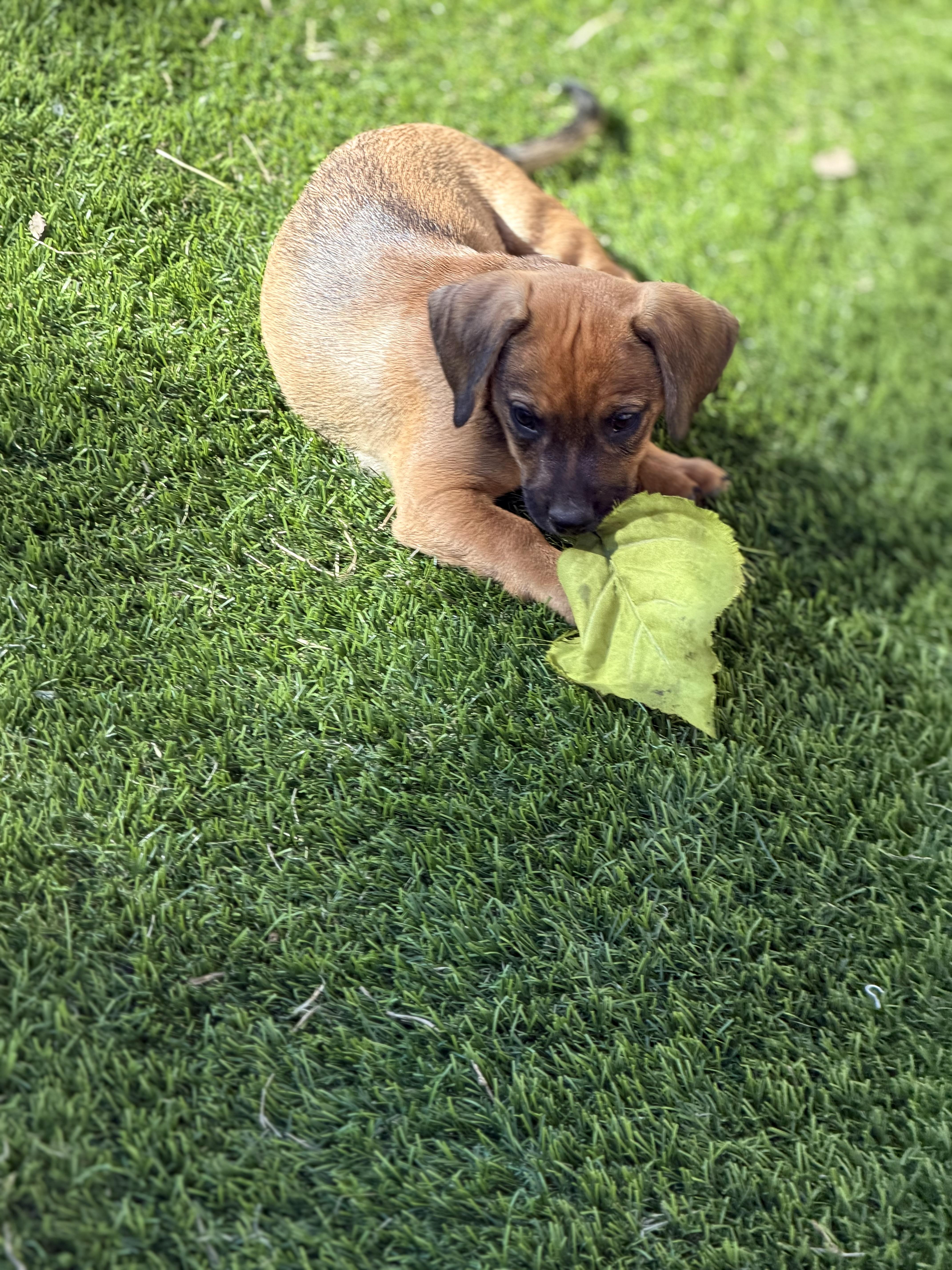 Duke , an adopted mixed breed in st Charles, MO image 2/2