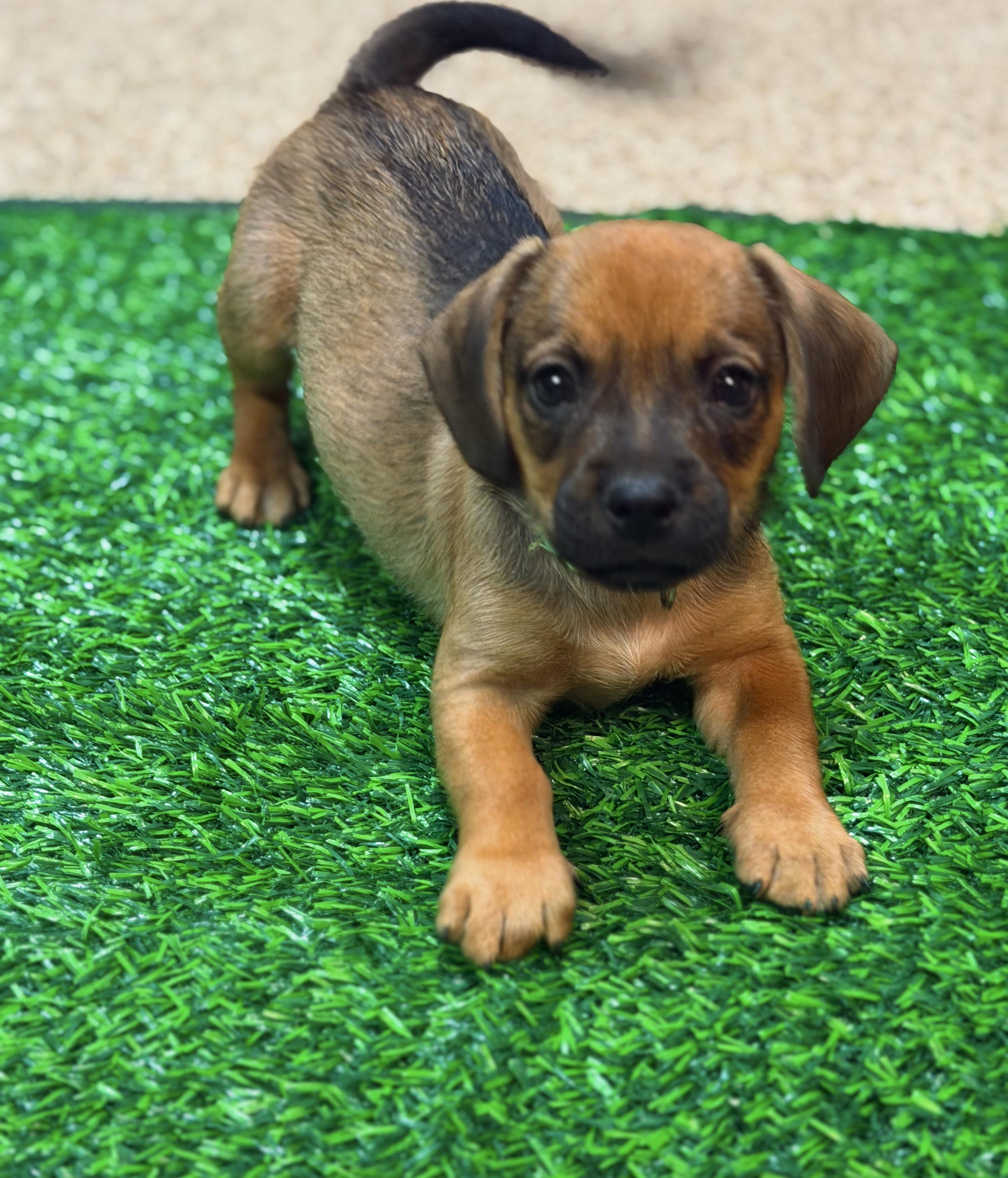 Duke , adopted, Puppy Male Dachshund.