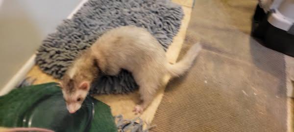 Enlarge King, a Adoptable Ferret image 1/1