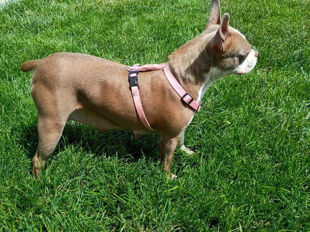 Olivia - Pending, a ADOPTABLE Boston Terrier in Elkhorn, NE image 3/3