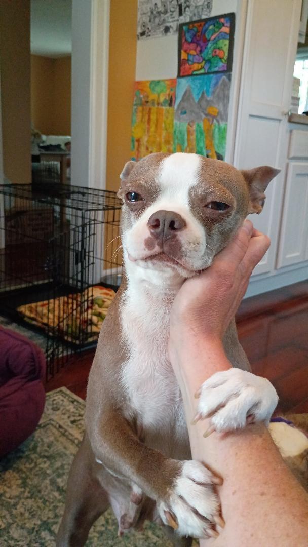 Olivia - Pending, a ADOPTABLE Boston Terrier in Elkhorn, NE image 2/3