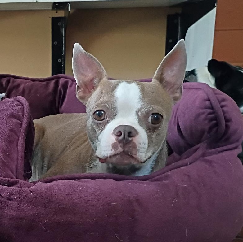 Olivia - Pending, a ADOPTABLE Boston Terrier in Elkhorn, NE image 1/3
