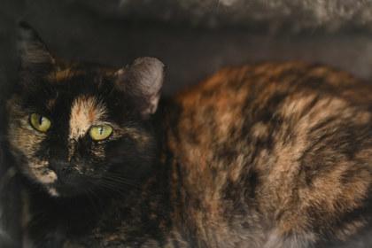 Becky, Adoptable, Adult Female Domestic Short Hair & Domestic Short Hair.