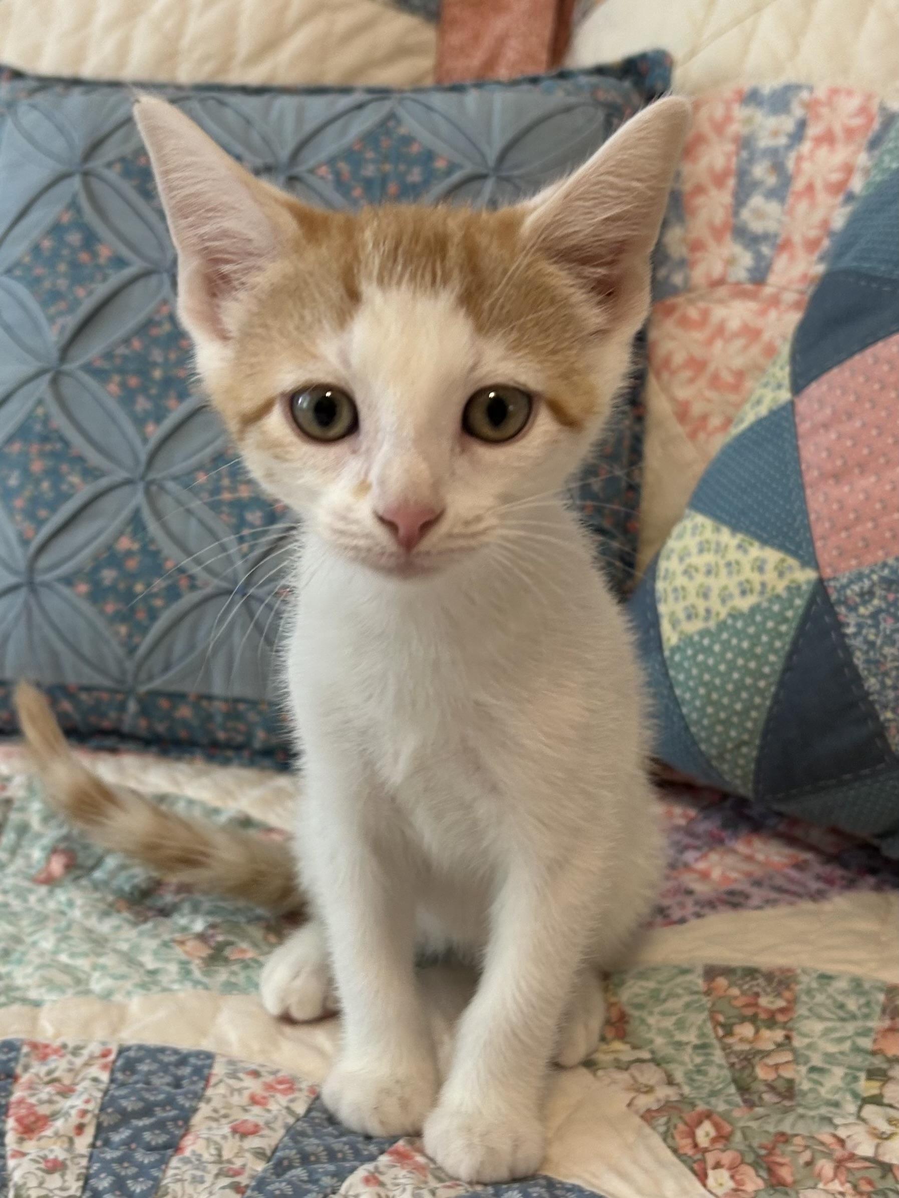 Enlarge Timmy, a Adoptable Domestic Short Hair in Jeffersonville, IN image 1/1