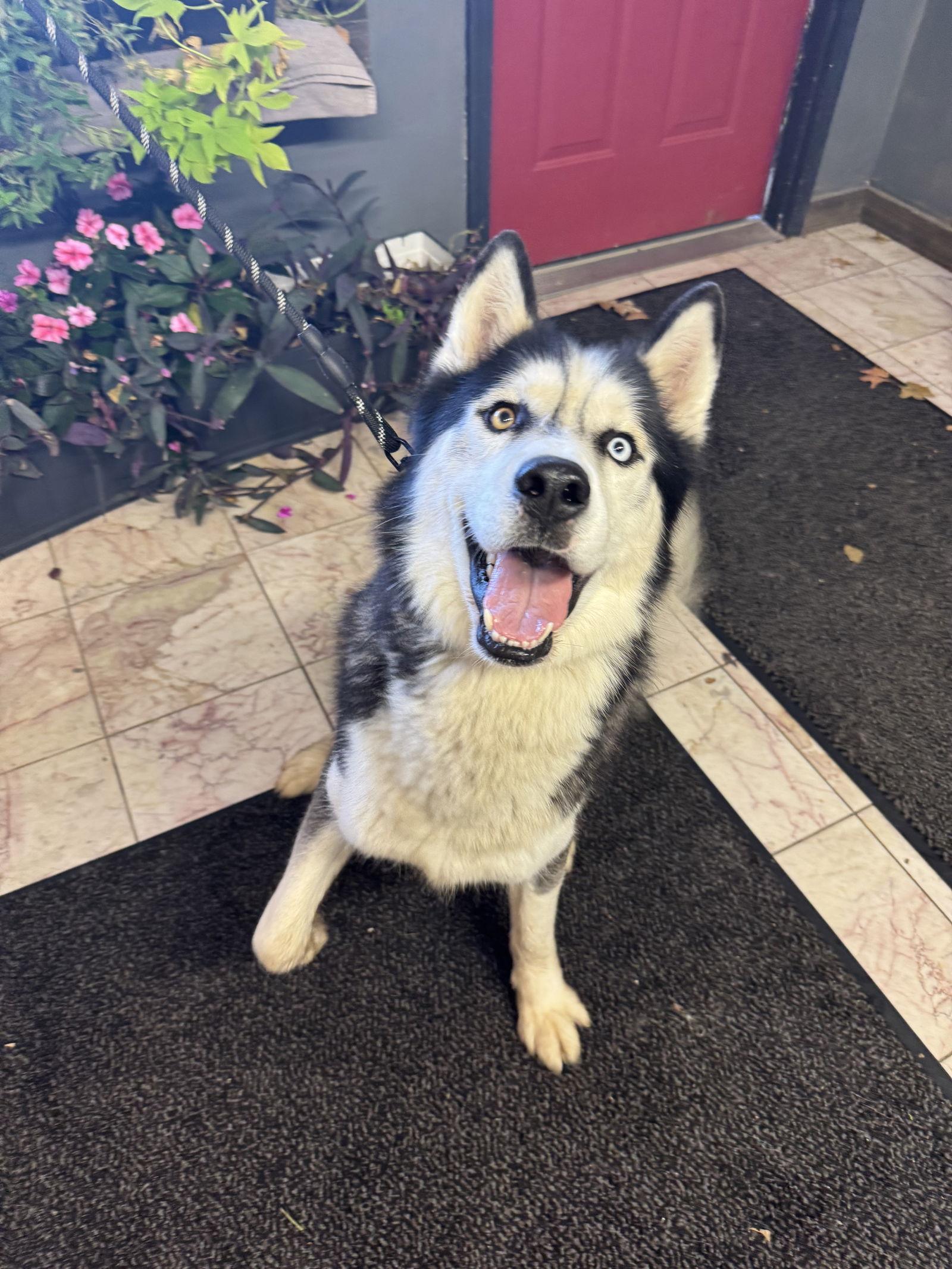 oreo, Adoptable, Adult Male Husky.
