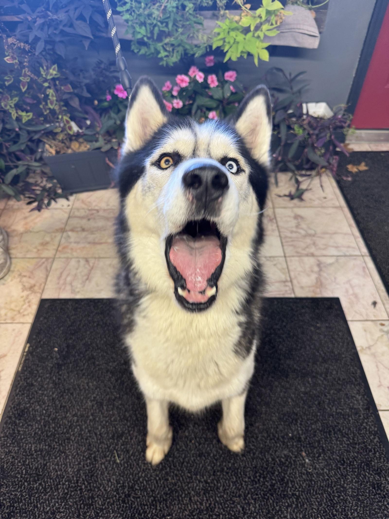 Enlarge oreo, a Adoptable Husky in Leavenworth, KS image 2/3