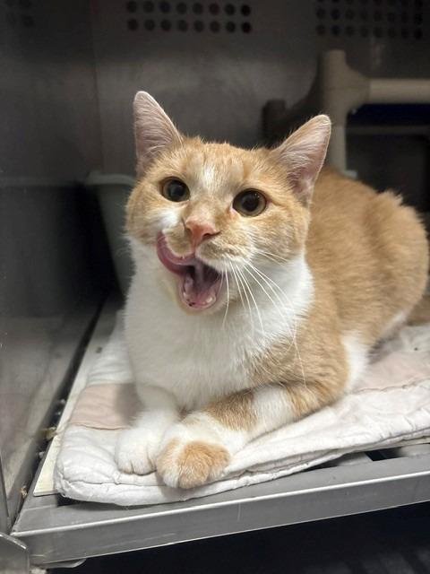 Maymay, Adoptable, Young Female Domestic Short Hair.