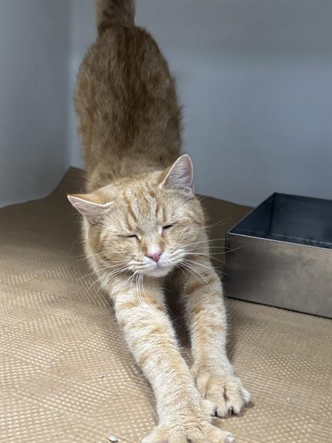 PEACHES, Adoptable, Young Female Domestic Short Hair.