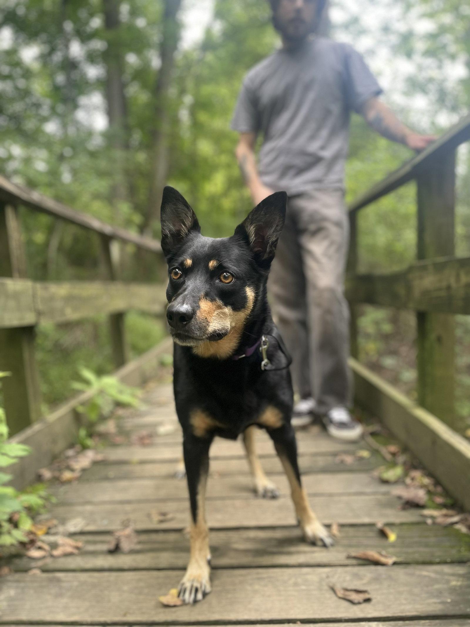 Ziva, Adoptable, Adult Female Australian Kelpie.