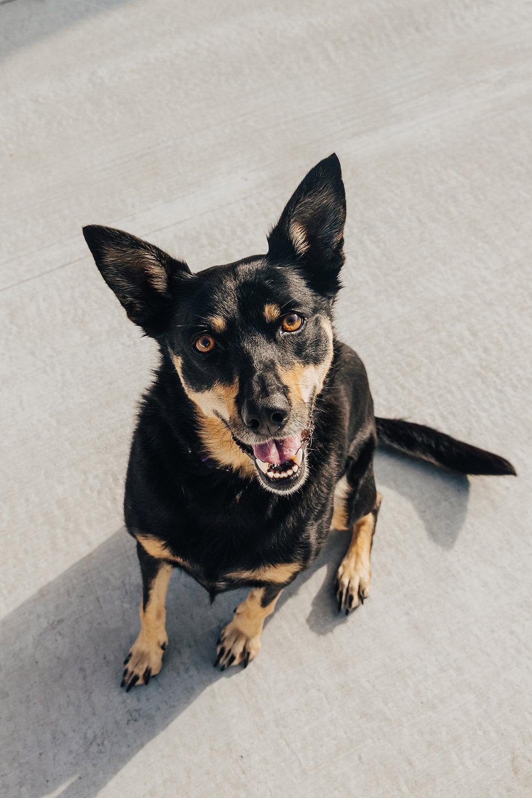 Ziva, Adoptable, Adult Female Australian Kelpie.
