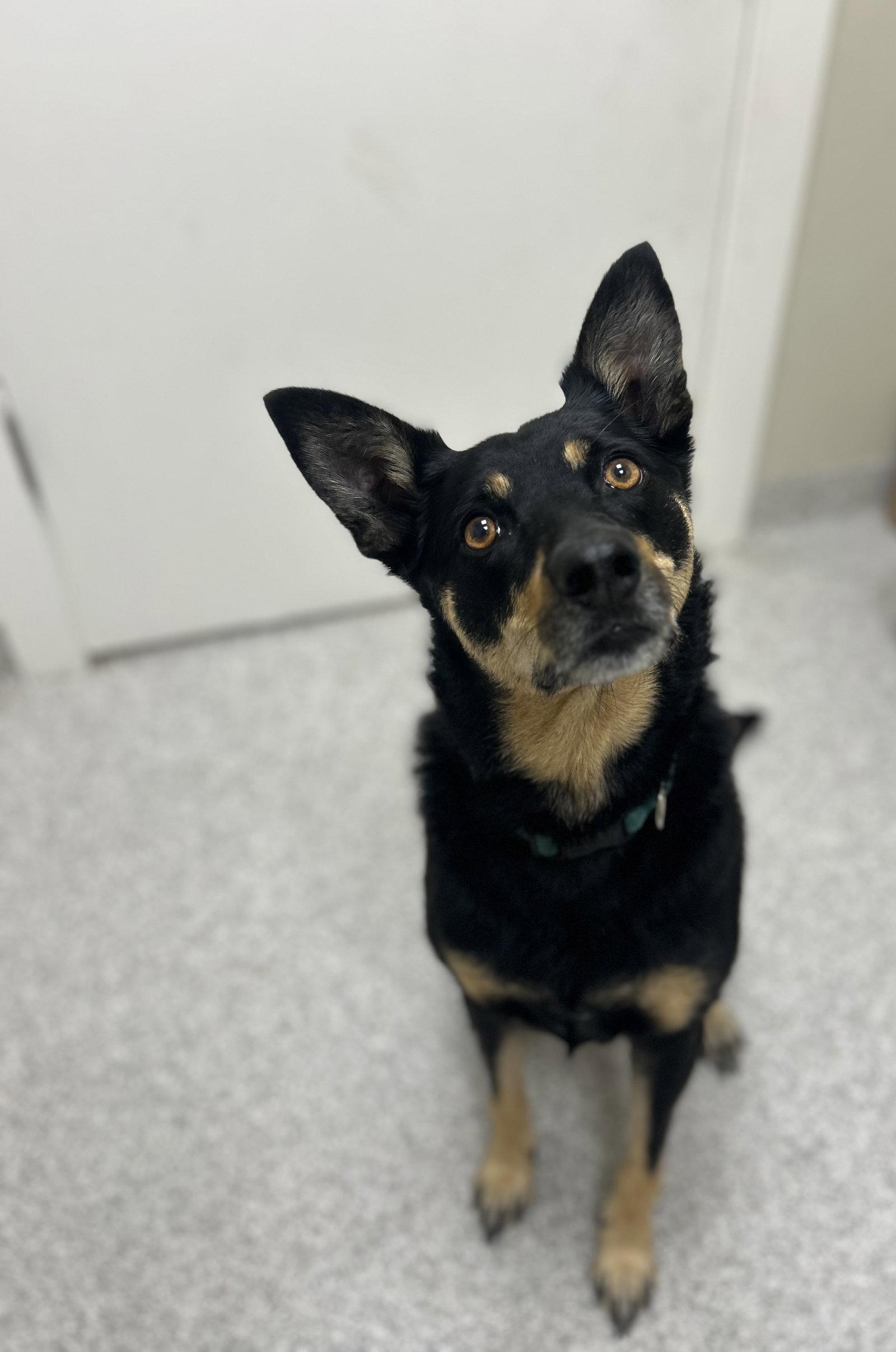 Ziva, a Adoptable Australian Kelpie in Lancaster, PA image 2/2