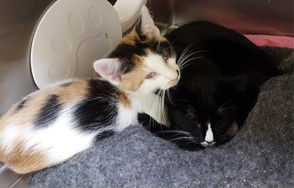 Ellie Mae, an adoptable Calico, Domestic Short Hair in Libby, MT, 59923 | Photo Image 2