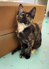 Enlarge Blinky, a Adopted Domestic Short Hair in Woodinville, WA image 1/1