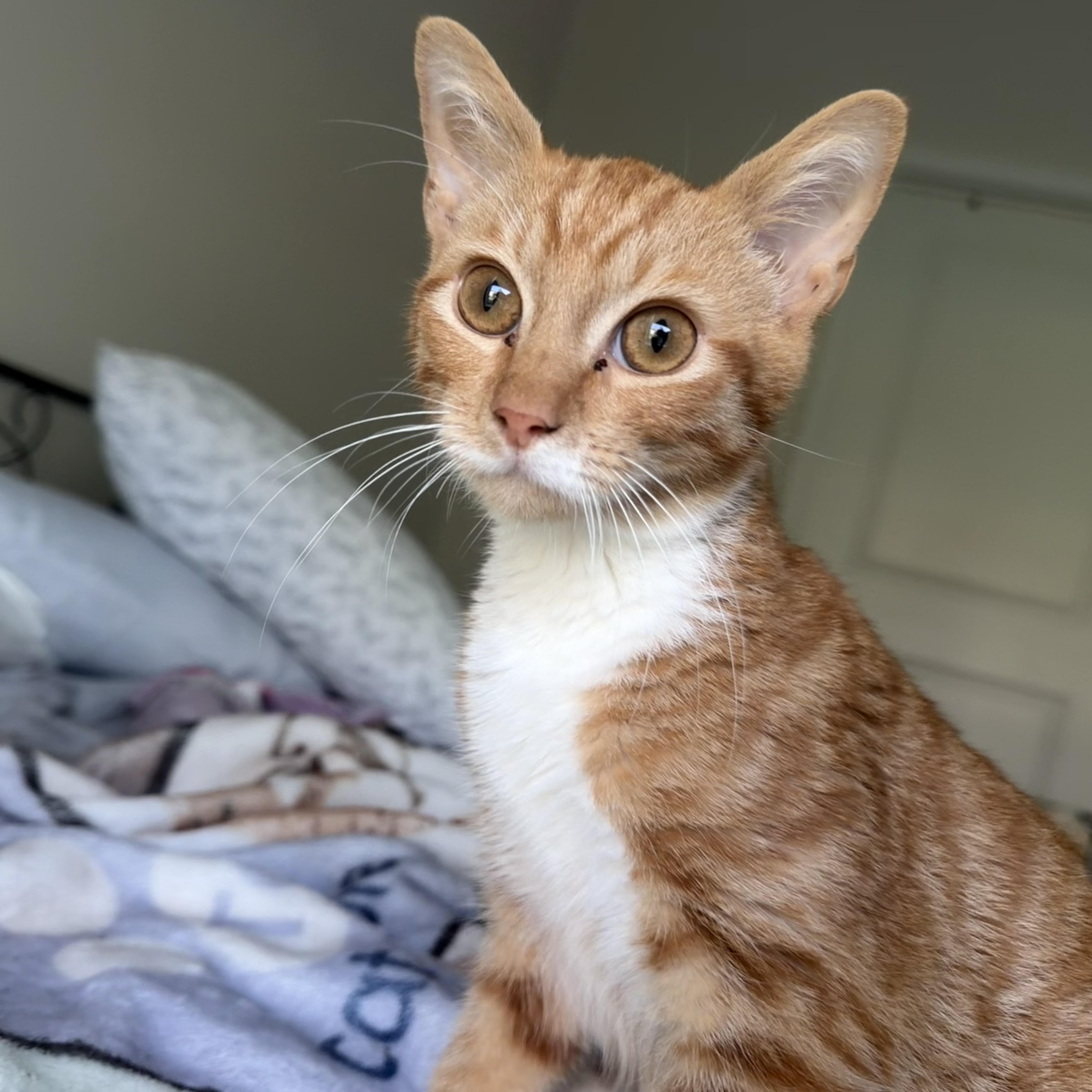 hercules, Adoptable, Kitten Male Domestic Short Hair.