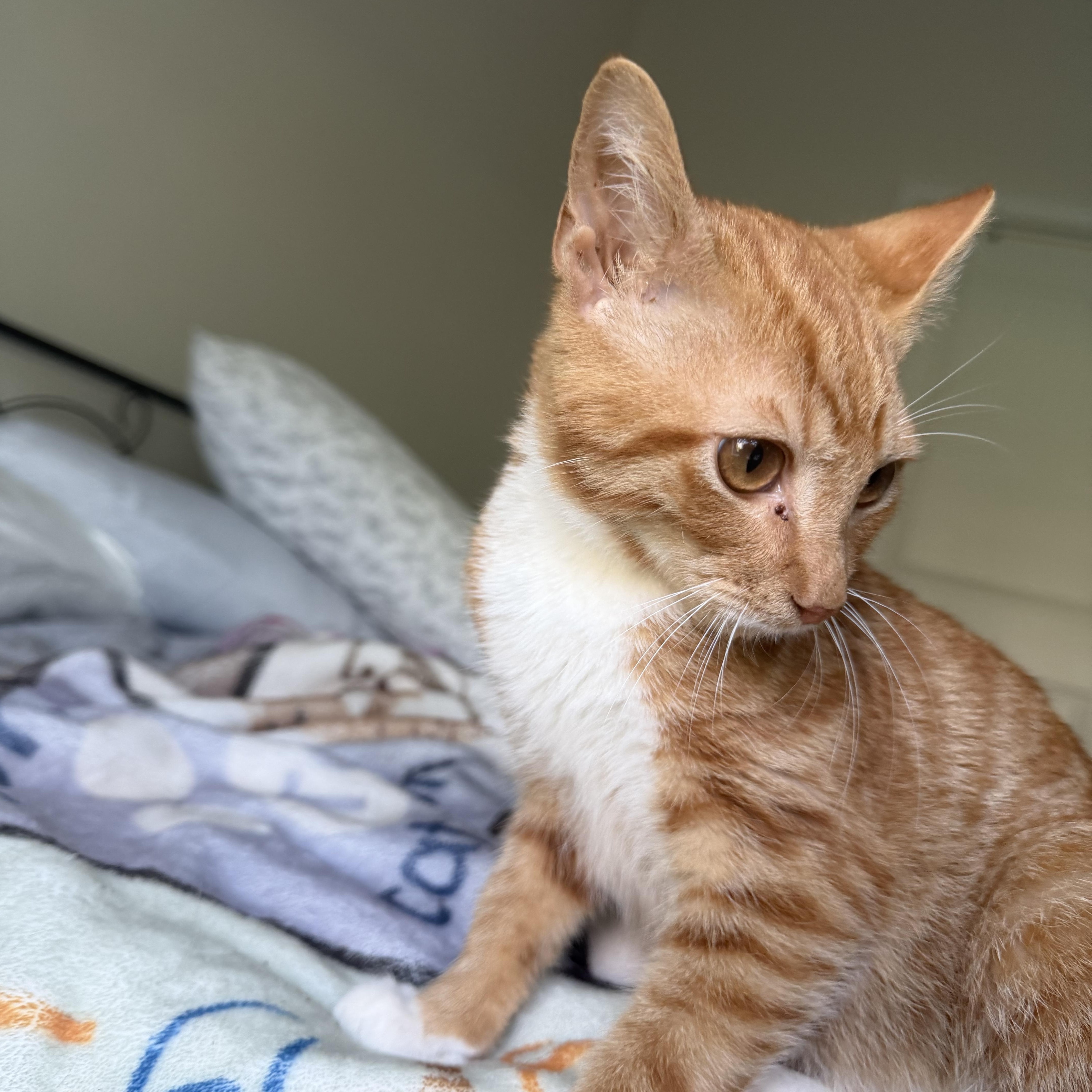 Enlarge hercules, a Adoptable Domestic Short Hair in Leland, NC image 3/4