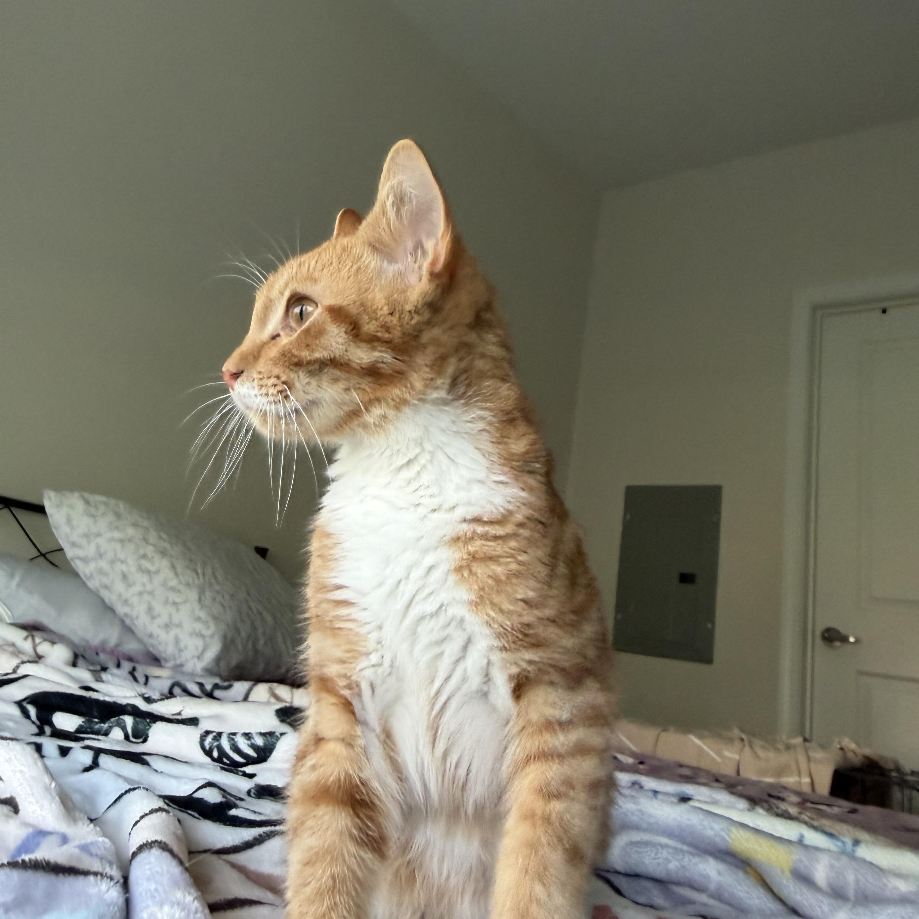Enlarge hercules, a Adoptable Domestic Short Hair in Leland, NC image 2/4