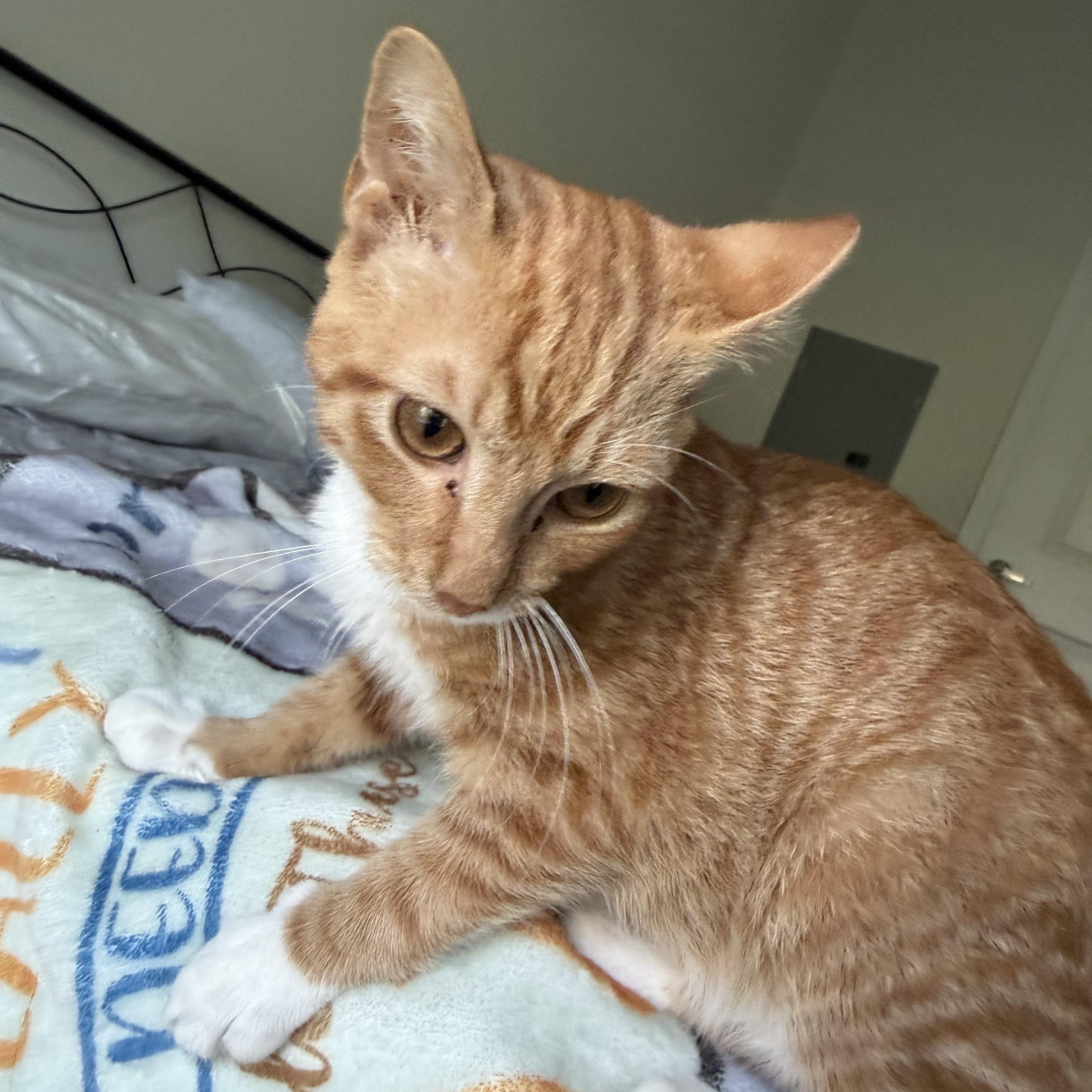 Enlarge hercules, a Adoptable Domestic Short Hair in Leland, NC image 4/4