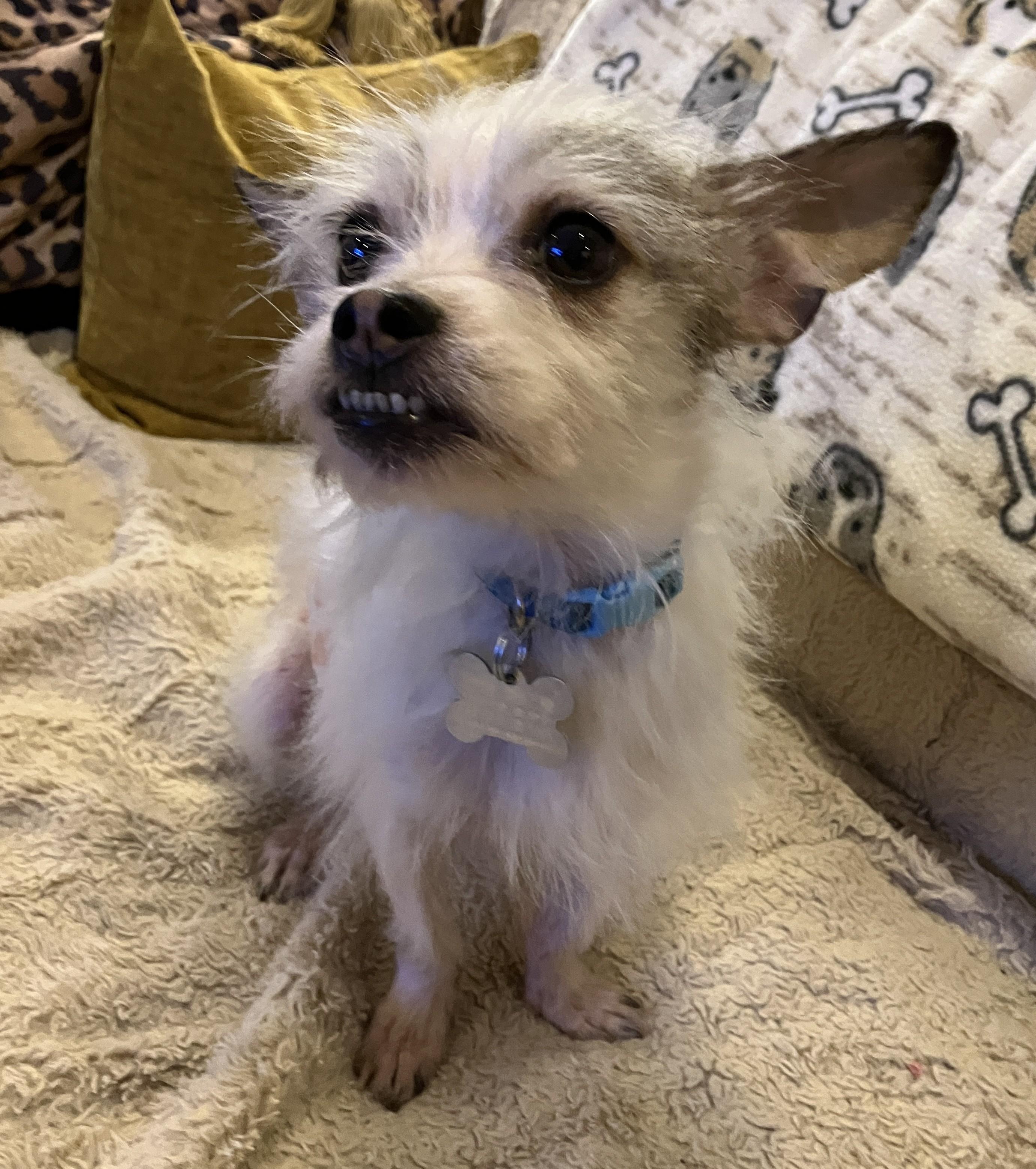 Enlarge Gerald, an adoptable mixed breed in Palatine, IL image 5/5