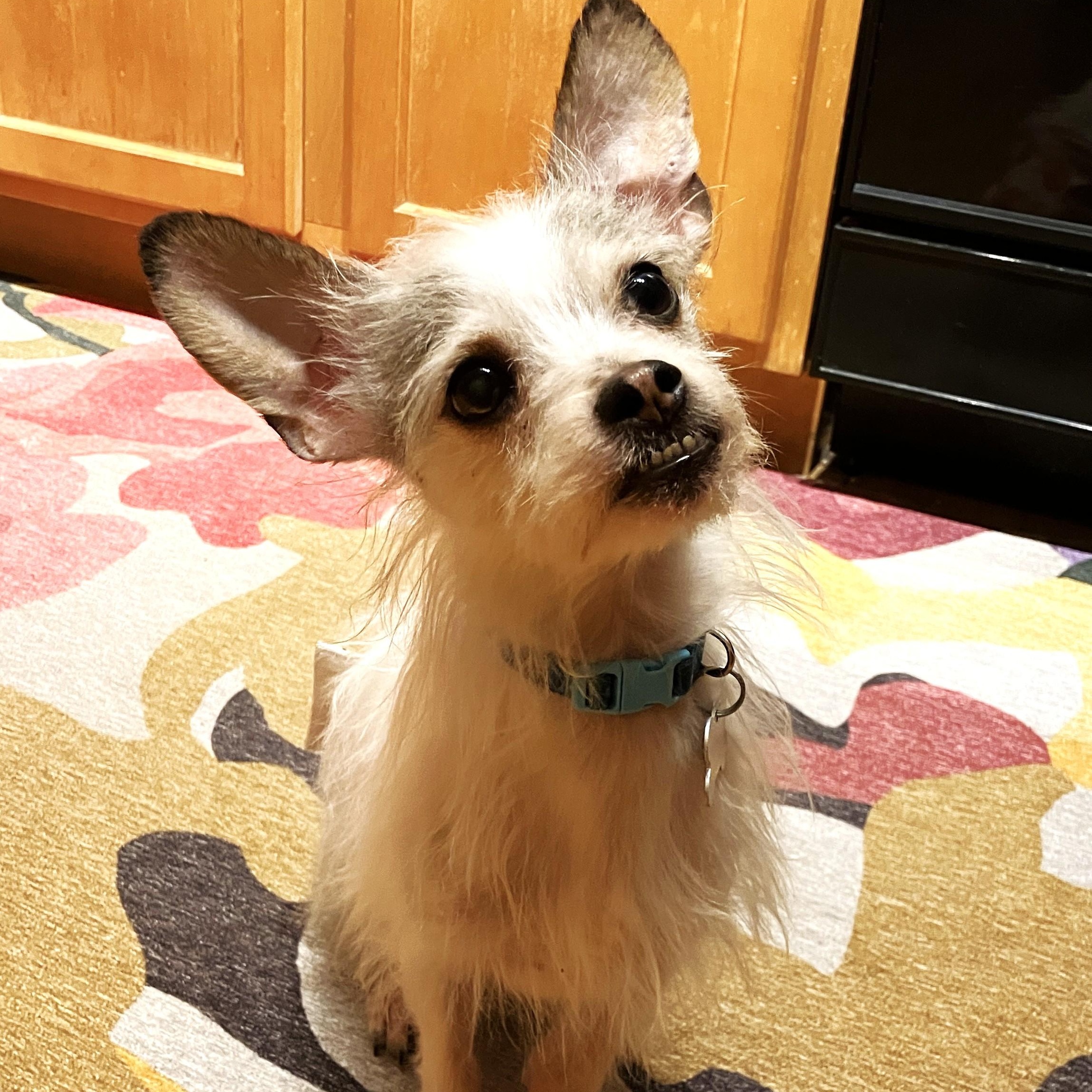 Enlarge Gerald, an adoptable mixed breed in Palatine, IL image 2/5